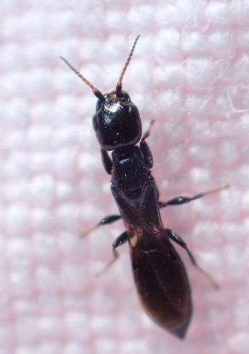 Réf. 230 331 : Bethylus nitidus
